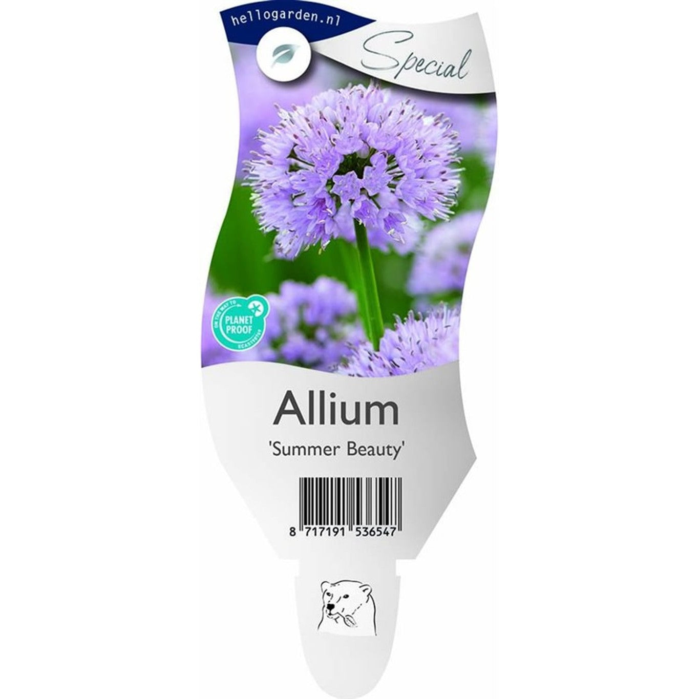 Lök – Allium 'Summer Beauty' - P11